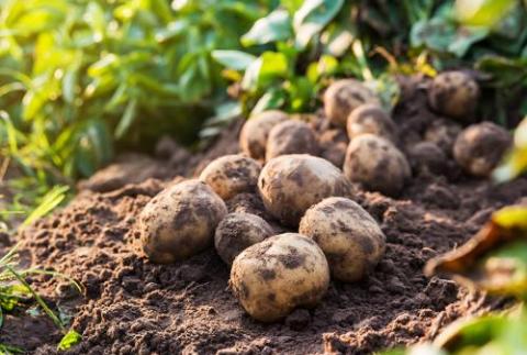 Every little bit helps: Potato dormancy enhancer 1,4SIGHT® & 1,4SEED® is now “Carbon Neutral”